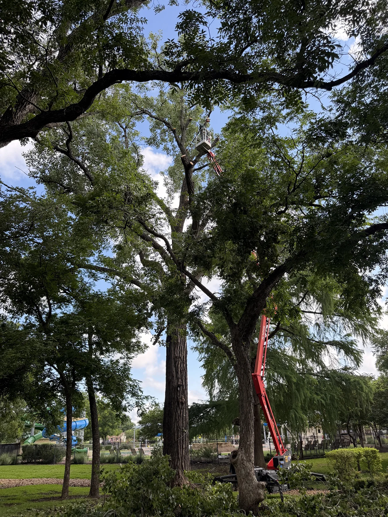 Tree Removal in Austin, Texas