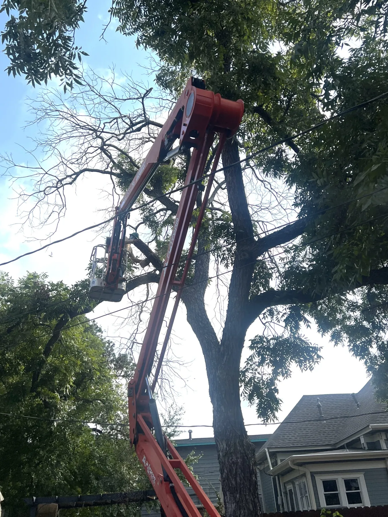 Tree Removal, Certified Arbor Care